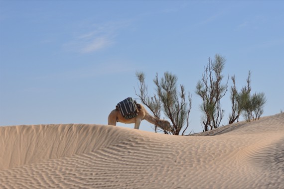 Sabria Voyages Tunisie