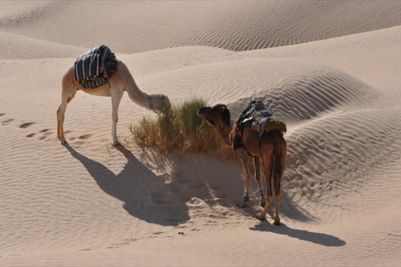 Sabria Voyages Tunisie