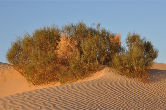 Sabria Voyages Tunisie