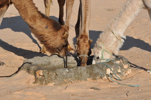 Sabria Voyages Tunisie