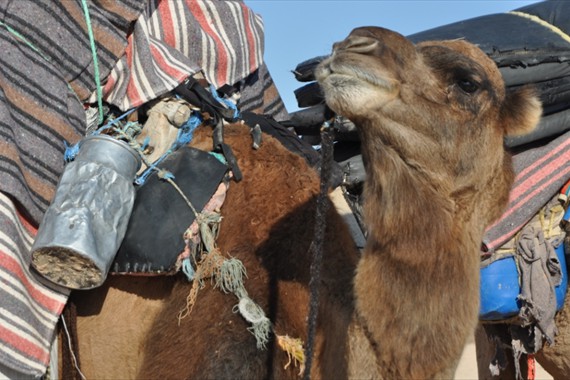 Sabria Voyages Tunisie